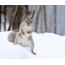 Foto av en ekorn i snøen