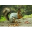 Squirrel қарағай жаңғақтарын жейді