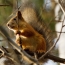 Fotografie veveričiek vo vetvách