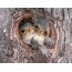 Aufgewachsenes Eichhörnchen in der Mulde