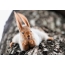 Bilde av en ekorn på en treskuff