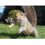 Squirrel жержаңғыларды ұстайды
