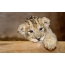 Izgled lavskega mladička