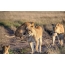 Lion cub jilgħab bil-lioness