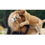 Lion og løve