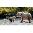 Bear grizzly karhu