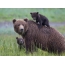 Grizzly medvedek z mladiči