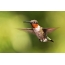 Hummingbird oo ah casaan-gariir badan, wuxuu yahay hummingbird Ruby-throated, lab ah. Bloomington, Indiana, Maraykanka