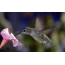 Anna Hummingbird (Calypte anna), suaugusia moteris