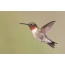 Ruby-throated nga Hummingbird