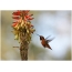 Kolibrie Allen, Californië, San Marino, Botanische tuinen Huntington
