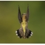 Anna's hummingbird ari kumhanya, mukadzi, tarira kubva kumashure