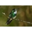 Hummingbird Cagaaran (Leucochloris albicollis)