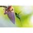 Hummingbird Pennant