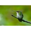 Hummingbird yasePennant