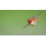 Ang Ocher hummingbird