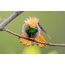 Hummingbird nga pula ang buhok nga coquette