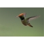 Roodharig flirt van de kolibrie