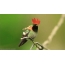 تصویر GIF: کوکتل hummingbird قرمز موی سر