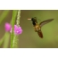 Kolibrie zwart-kuif pathosia
