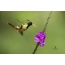 Kolibra s čiernym chocholatým patosom