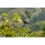De wimpel kolibrie man (hieronder) conflicteert met een andere soort kolibrie.