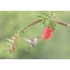 Anna's Hummingbird in de buurt van een bloeiende callistemona