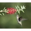 Vrouwelijke Anna's Hummingbird dichtbij een bloeiende callistemona