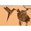 Ang Sunny Hummingbird Pretra ay nagpapakain ng chicks