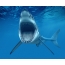 Velký bílý žralok s otevřenými ústy