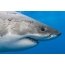 Hlava velkého bílého žraloka s jizvy