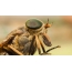 Horsefly: maso ndi maluwa a horseflies