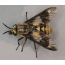 Spésiés Horsefly CHRYSOPS RELICTUS (kijang umum ngapung, iwung. Chrysops relictus)
