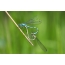 Dragonflies анд