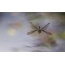 Dragonfly ໃນການບິນ
