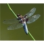 Dragonfly хавтгай: эрэгтэй