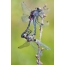 ຄູ່ pairing ຂອງ dragonflies ຂອງຊະນິດ belonos ສົງໃສ