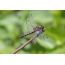 Dragonfly je obojen zelenilom (Leucorrhinia pectoralis), ženom