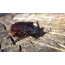 The rhinoceros beetle or the rhinoceros-nesting beetle is a species of beetle belonging to the platyla family