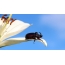 Rhinoceros beetle on a flower