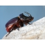 Rhinoceros beetle (Oryctes nasicornis - Lucanidae)