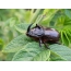 Rhinoceros beetle in macro photography af svensk fotograf John Hallman
