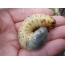 Rhino beetle larva