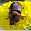 Самка жука-носорога на жовтому квітці
