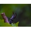 Stag beetle: duab ntawm horns