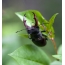 Stag beetle on nplooj ntoos close-up
