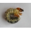 Larva beetle mos lwj