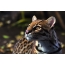 Wild cat ocelot
