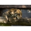 Ocelot, Մեծ Բրիտանիայի կենդանաբանական այգու մեկում
