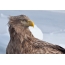 White-tailed Eagle: portrait on ice